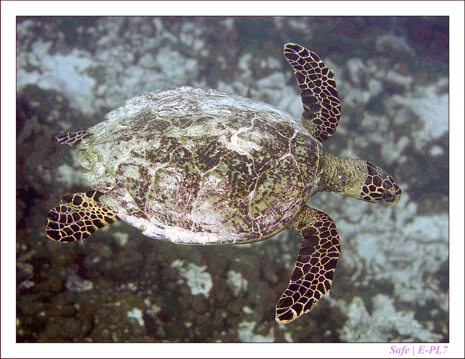 2019 - 07 - Snorkeling maldives - 08